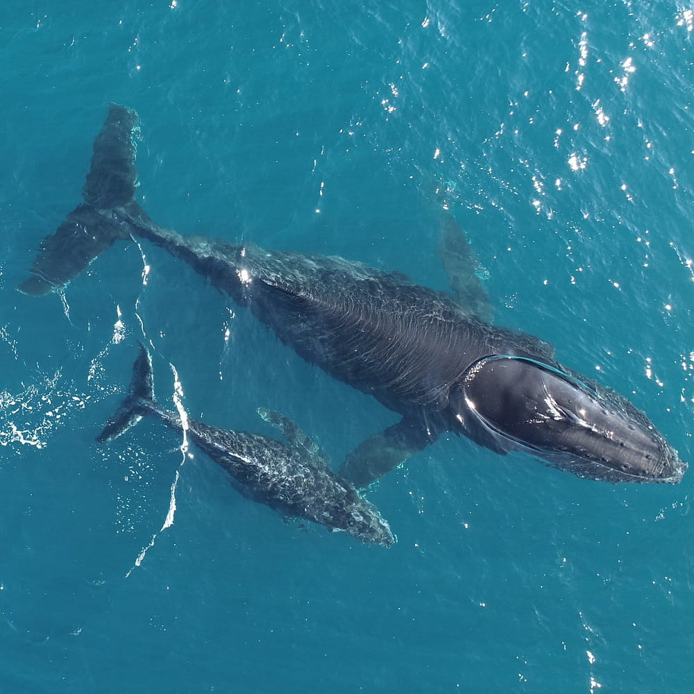 A top-down shot of an adult and a juvenile blue whale swimming side by side near the top of the sea.