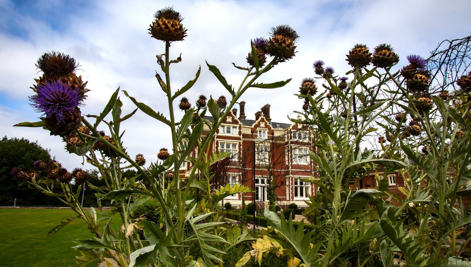Thistles at Wivenhoe House