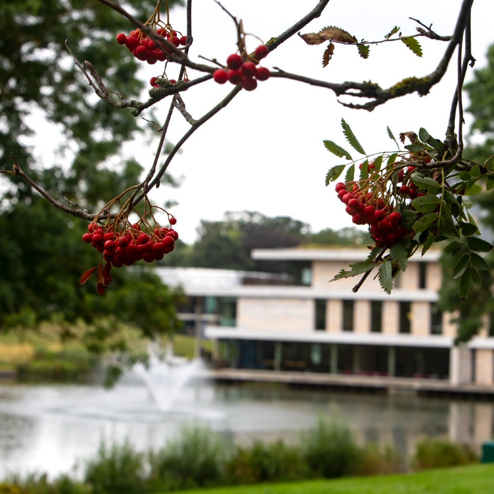A picture of the university from between a tree in Wivenhoe Park