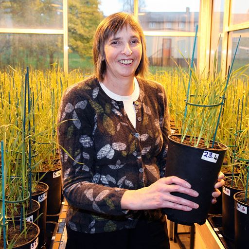 GM wheat plant field trial gets go-ahead - Professor Christine Raines