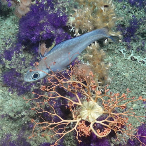 Image of fish courtesy of the NERC funded Deep Links Project - Plymouth University, Oxford University, JNCC, BGS