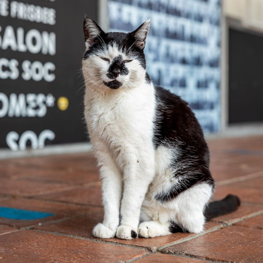 Pebbles the Campus Cat outside the SU shop