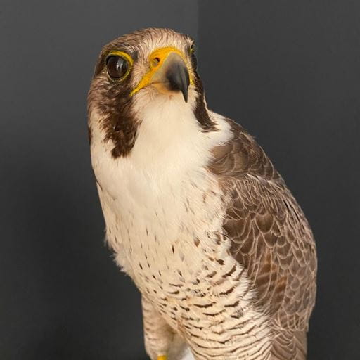 Stuffed peregrine falcon