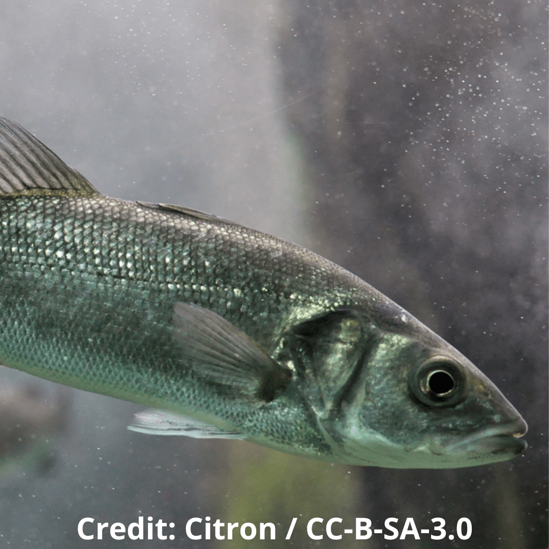 A photo of a bass fish underwater, with the image credit in white underneath.