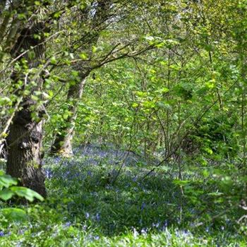 A carpet of bluebells and grasses, with two trees on the left and more greenery on the right.