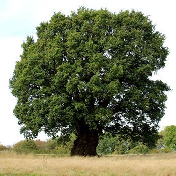 Oldest-Oak-Tree-Colchester-Campus-WivenhoePark