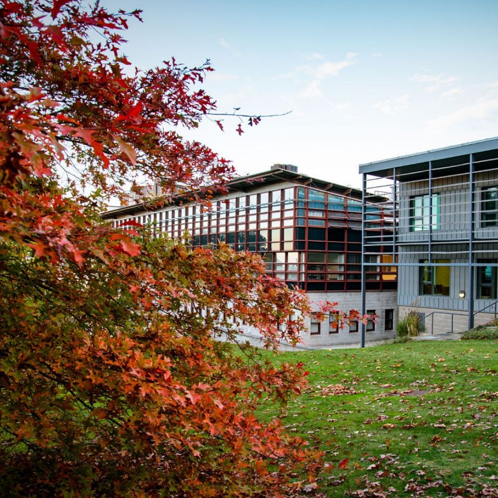 Red Tree in Autumn at our Colchester Campus