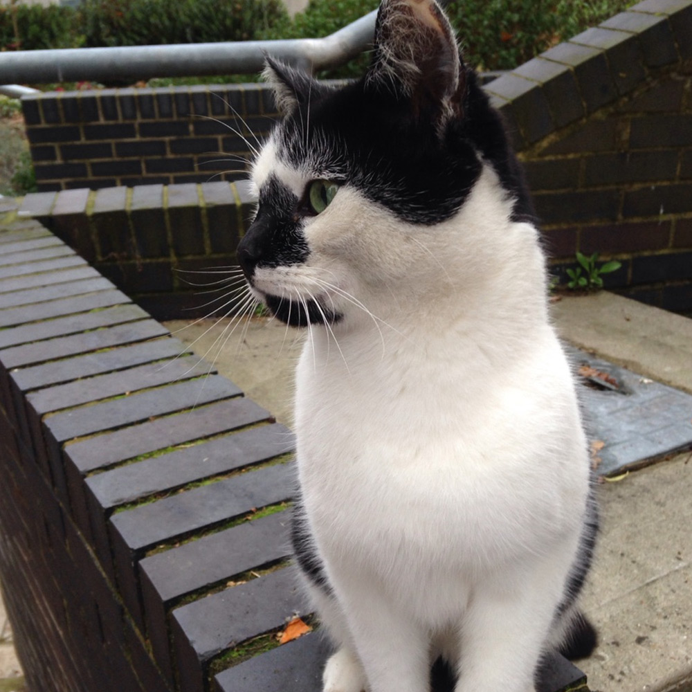 Pebbles the Campus cat, looking majestic