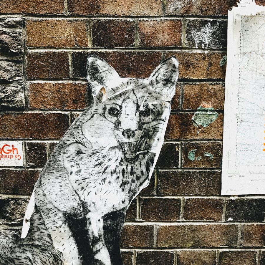 Wellbeing at the Hex: Animal collage