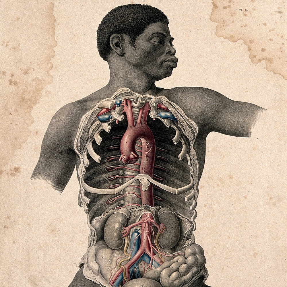 SPAH Seminar Series, Week 25: Black Apollo: Aesthetics, Dissection and Race in Joseph Maclise's Surgical Anatomy  