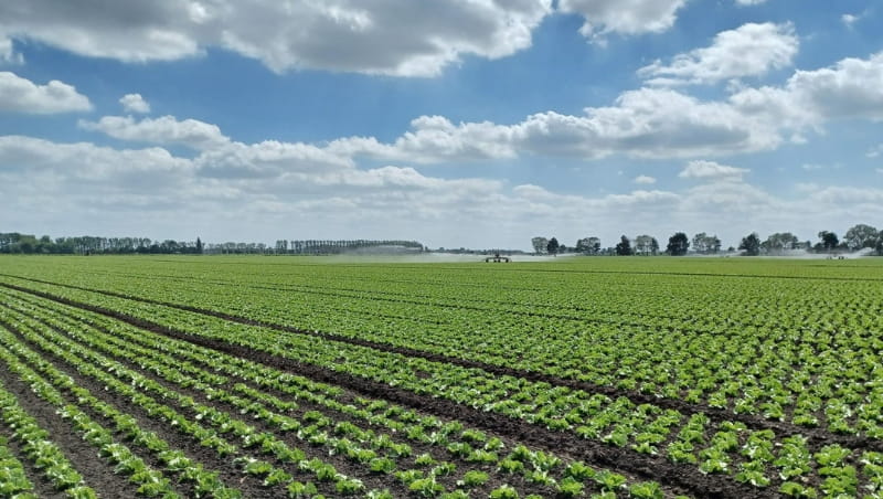 A field of lettuces growing in the ground