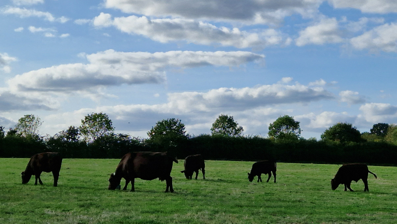 Cows grazing in a field in Highwoods Country Park in Colchester