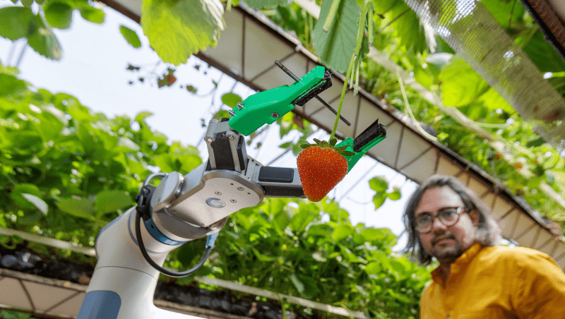 The robot picking a strawberry