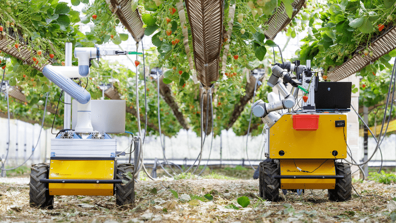 Two robots picking strawberries at the vertical farm