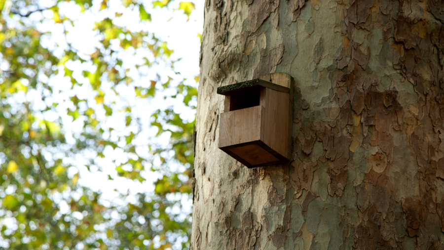 Cancelled: Bird and Bat Box Surveying