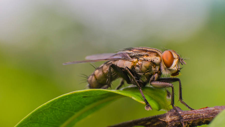 Cancelled: Building Insect Harbourages around Campus