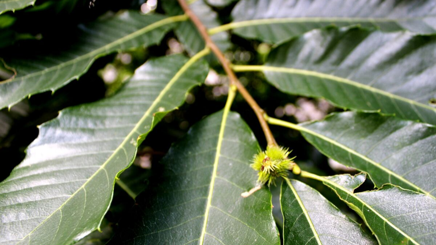 Guided Tree Walk