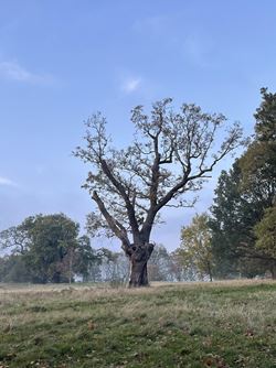 A tree in Wivenhoe Park 