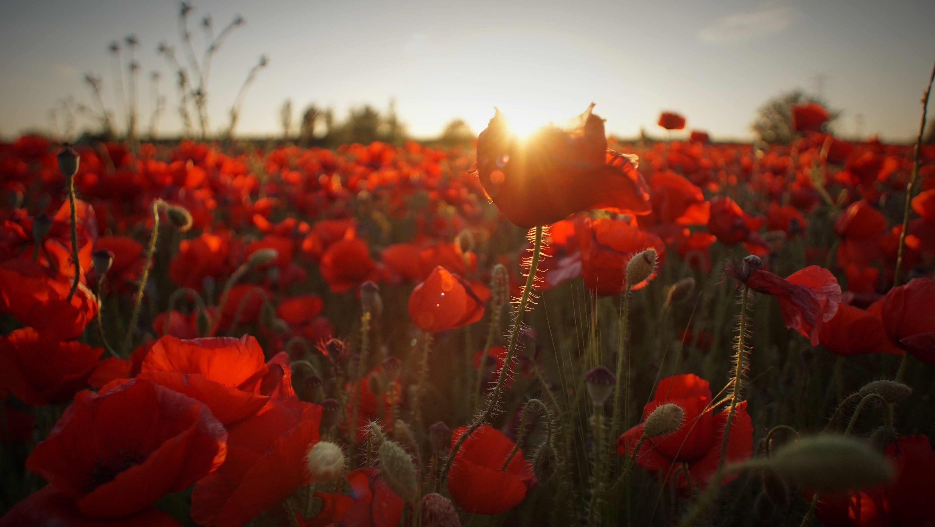 Red poppies, colour blindness and the climate emergency
