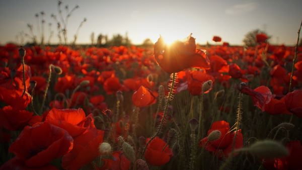 Red poppies, colour blindness and the climate emergency | Blog 
