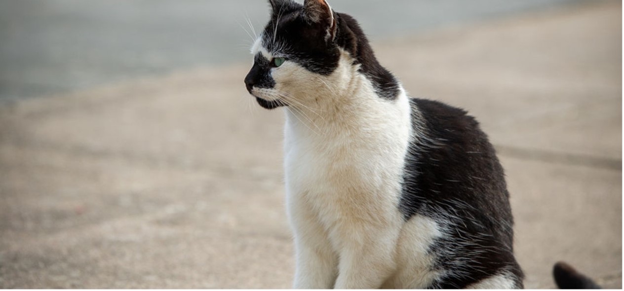 Campus cat sitting