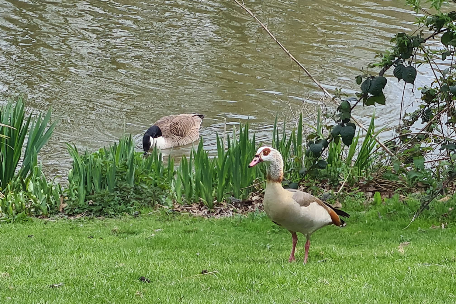 Egyptian and Canadian geese by the lake.