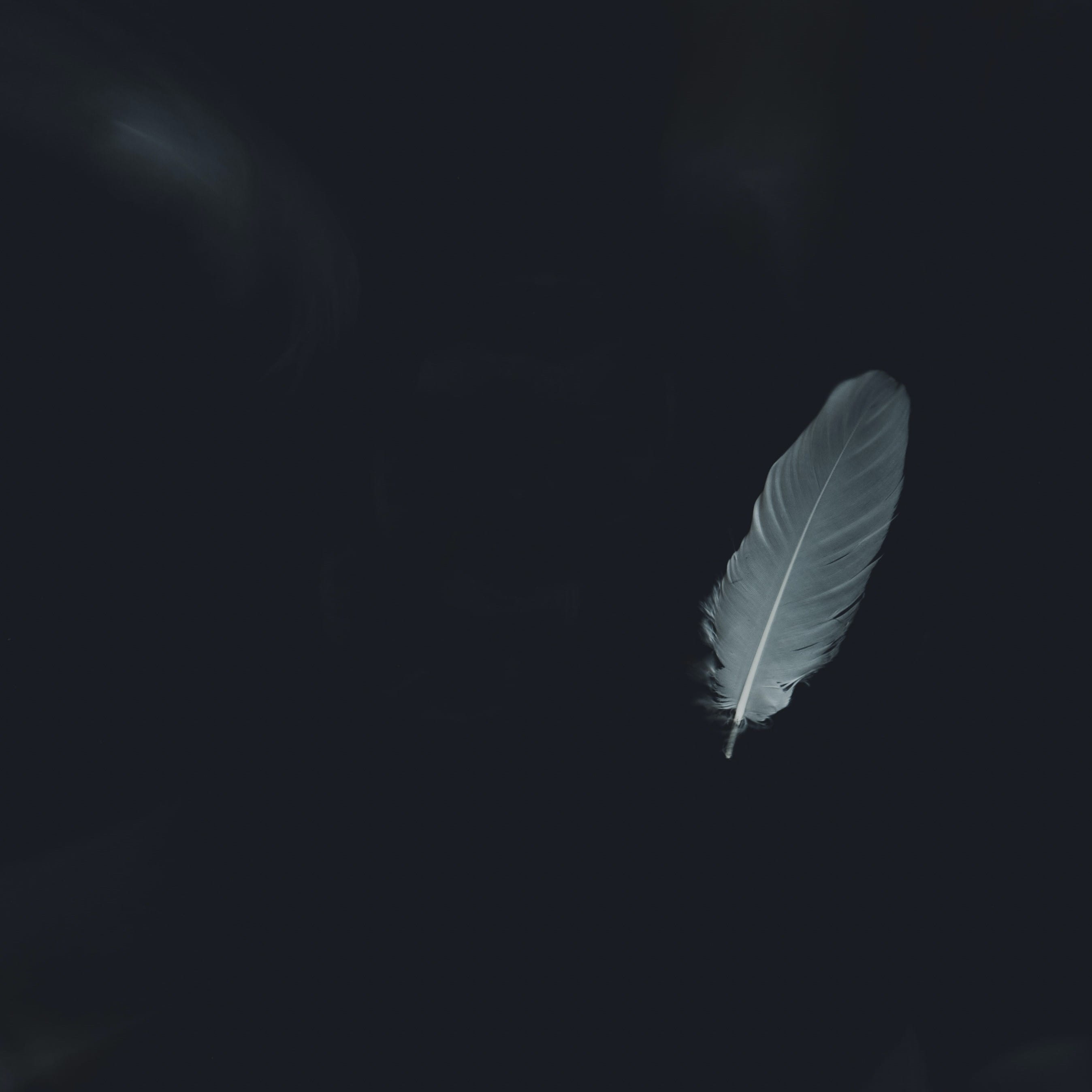 A white feather looming out of a black background.