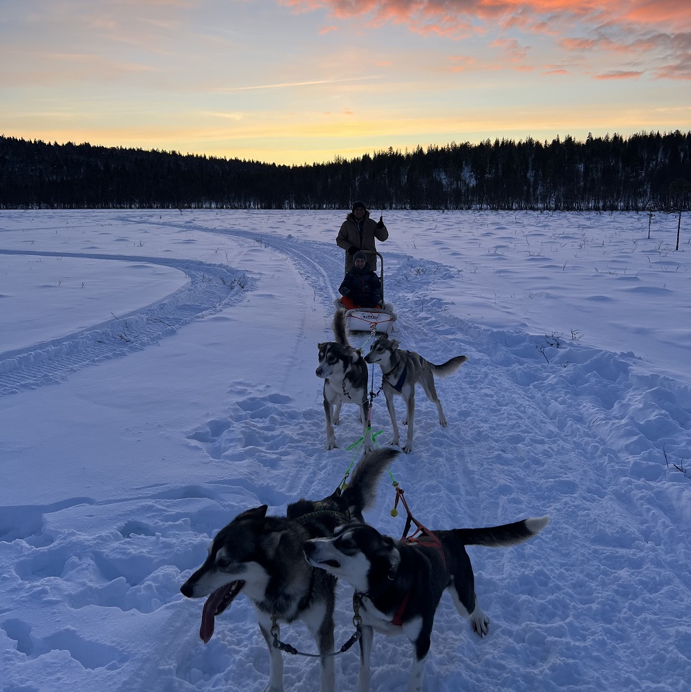 Husky dogs pulling person on sleigh across ice in Norway with a sunset sky behind them