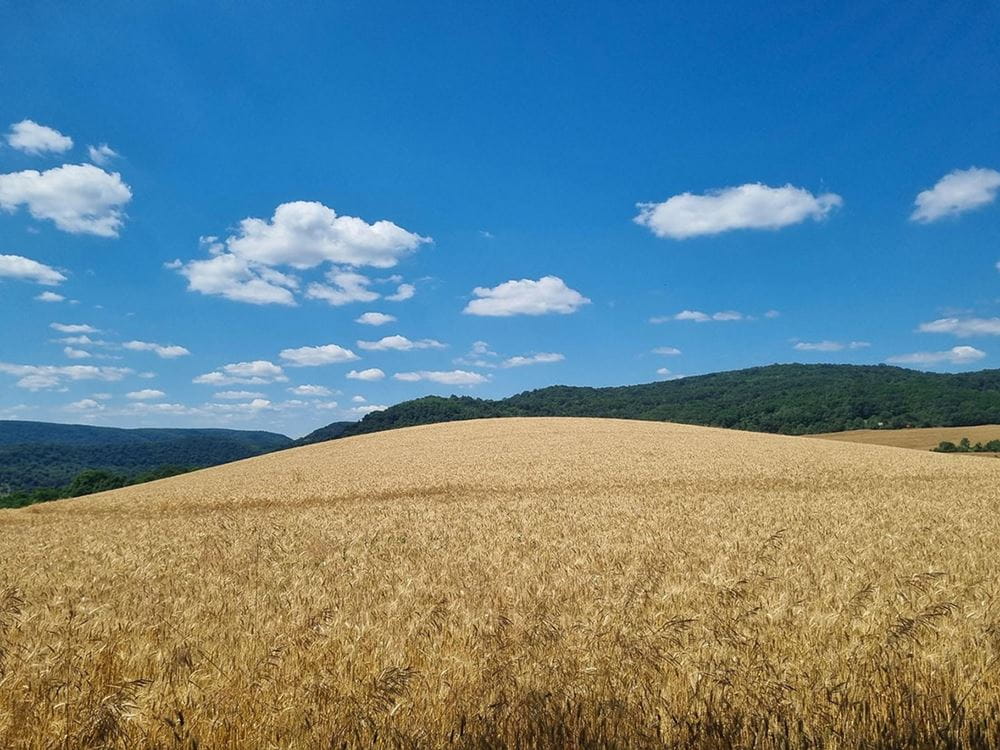 Farmland that has wheat growing in fields. In the distance are green hills and blue, cloudy skies. 