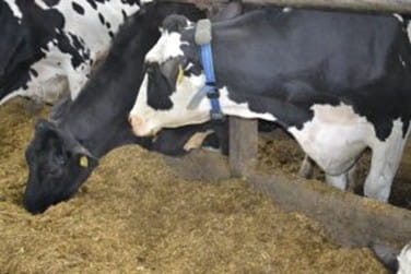 Three black and white cows eating hay in a barn. One of the cows has a blue collar with a tracking device around its neck.