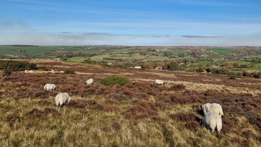 Sheep grazing on grassland in Highwoods Park, Colchester.
