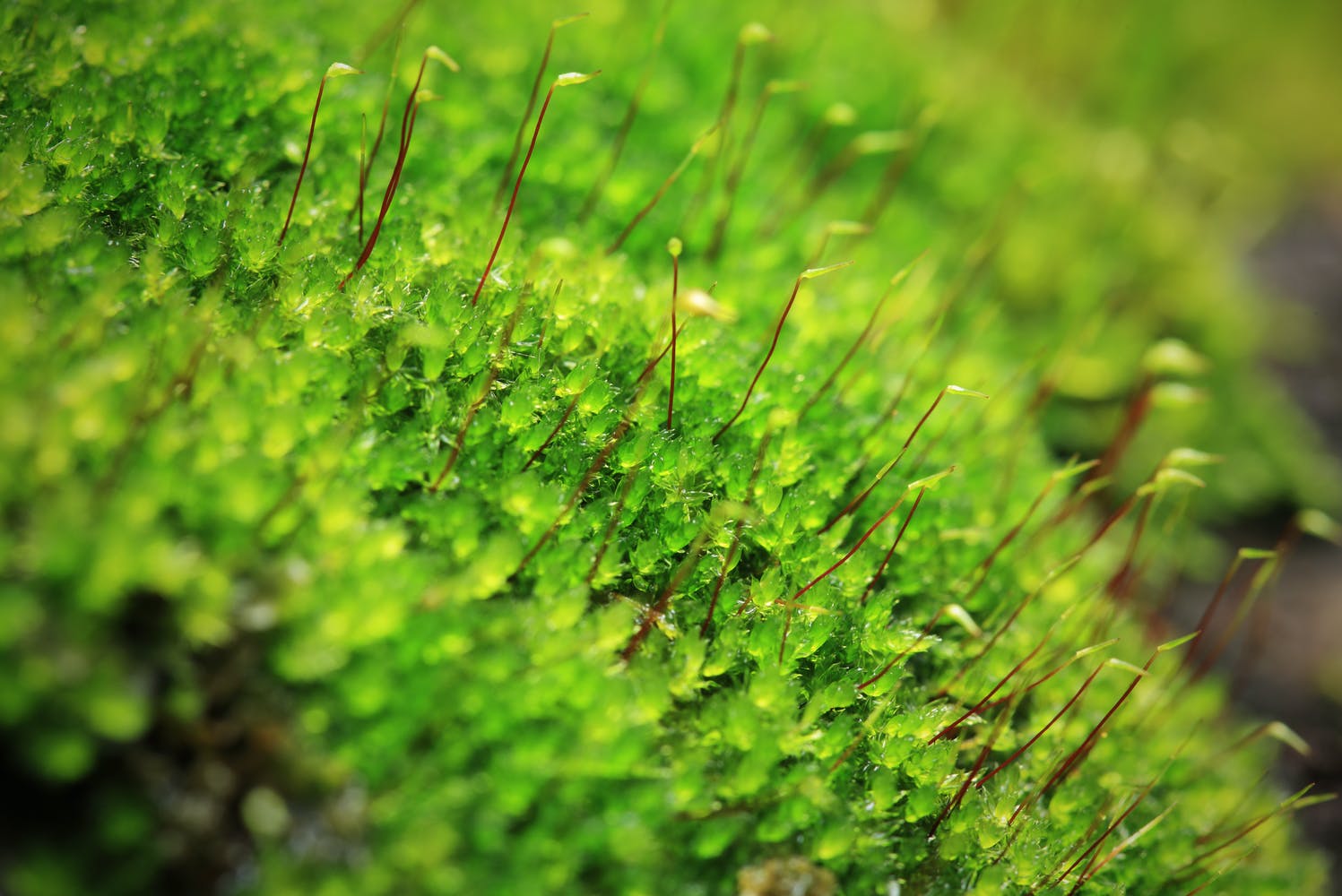 We found the genes that allowed plants to colonise land 500 million years ago