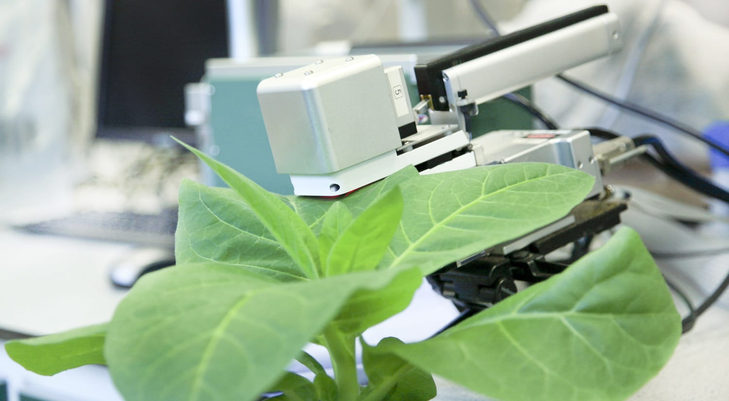 A LiCOR 6400 Infra-Red Gas Analyser (or IRGA) attached to a tobacco leaf.