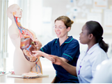 A nurse student and teacher looking at a model of internal organs