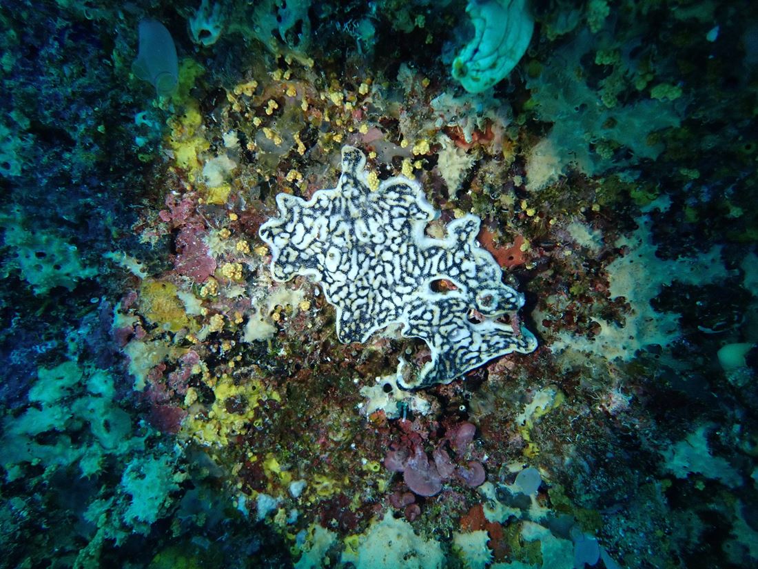 coral reef under spotlight
