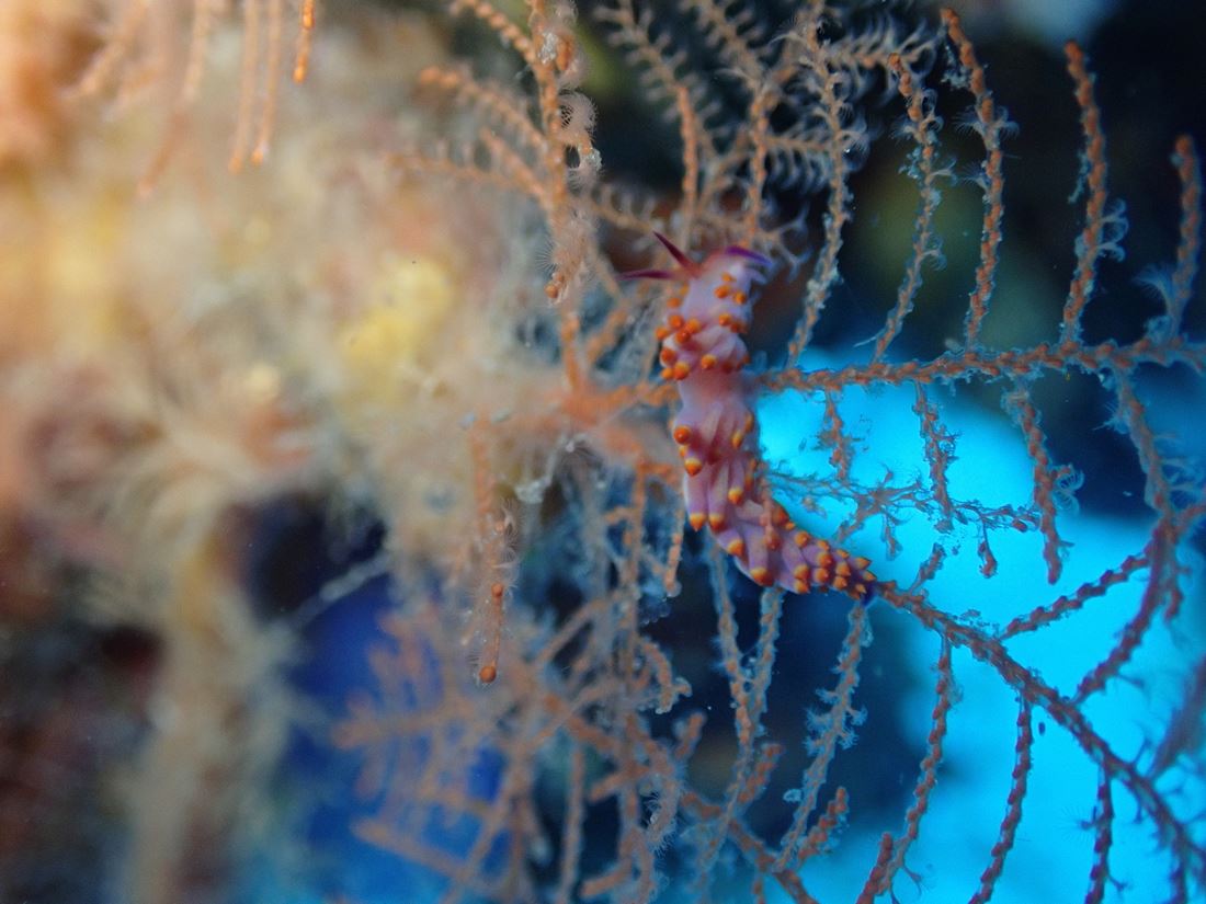 sea snail on a coral web