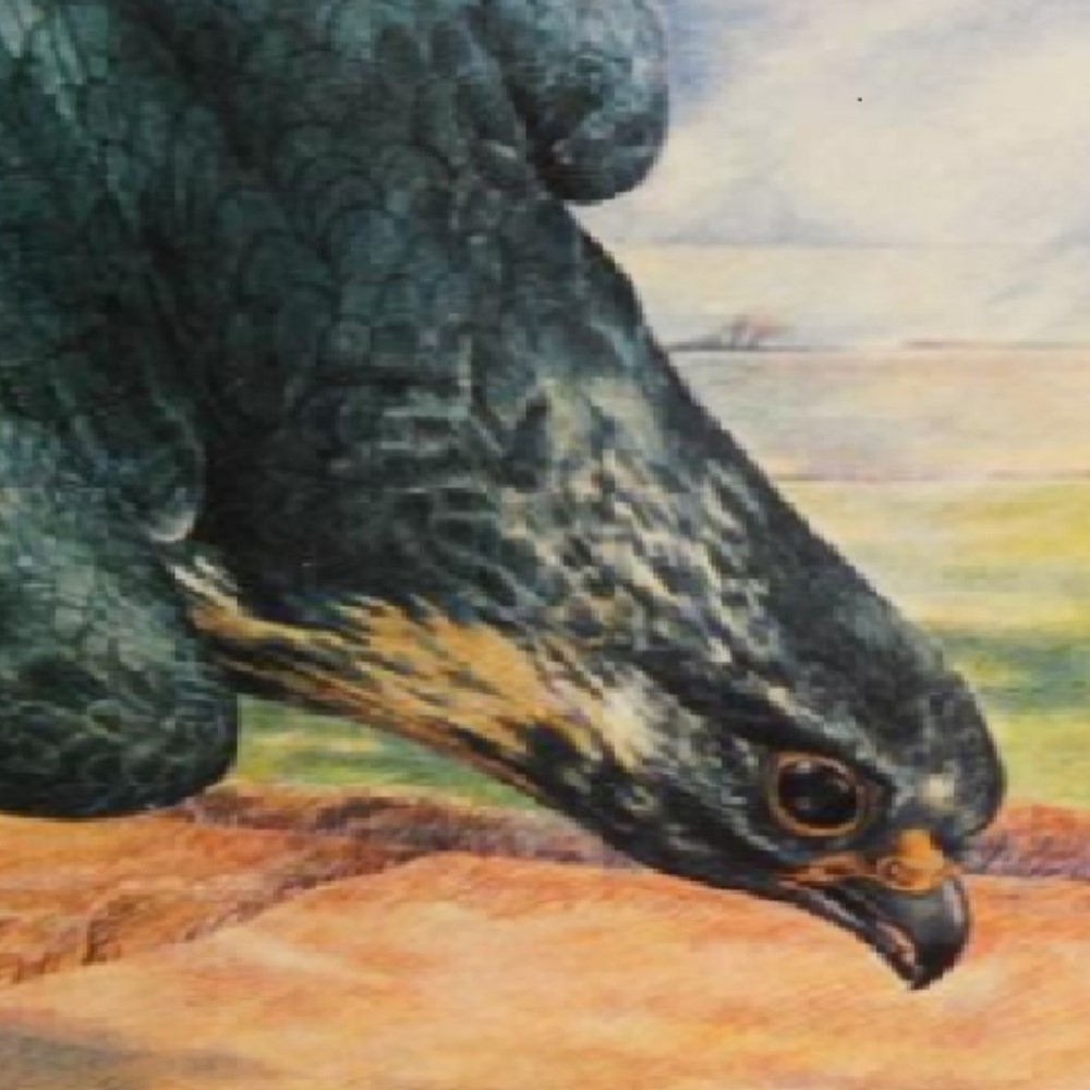 Digitised book cover of The Peregrine