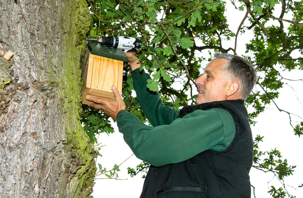 University staff attach a bird box to a tree in Wivenhoe Park