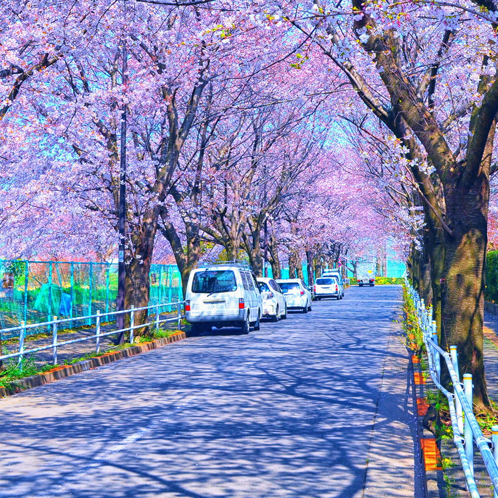 Sakura