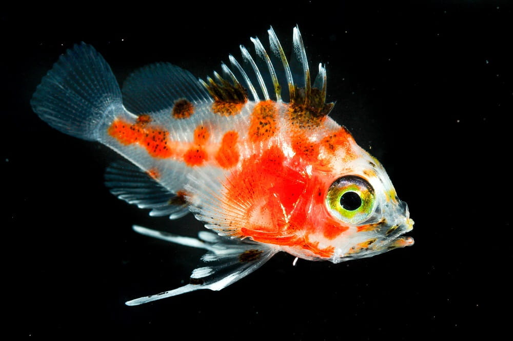 Anthias fish, a white fish with orange markings and yellow eyes.