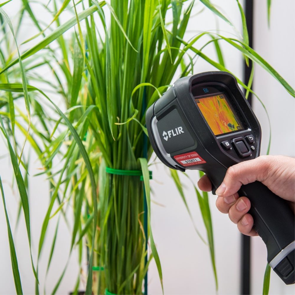 A hand holding a hand-held thermal imaging camera, pointed at the stalks of a green plant, with an orange heat pattern on the camera's screen.