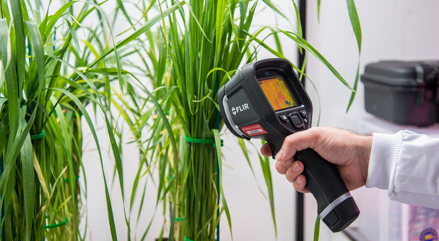 A hand holding a hand-held thermal imaging camera, pointed at the stalks of a green plant, with an orange heat pattern on the camera's screen.