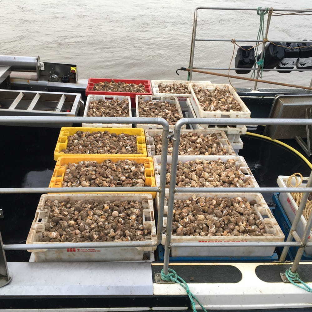 Trays of whelks on a boat, with some water in the background.