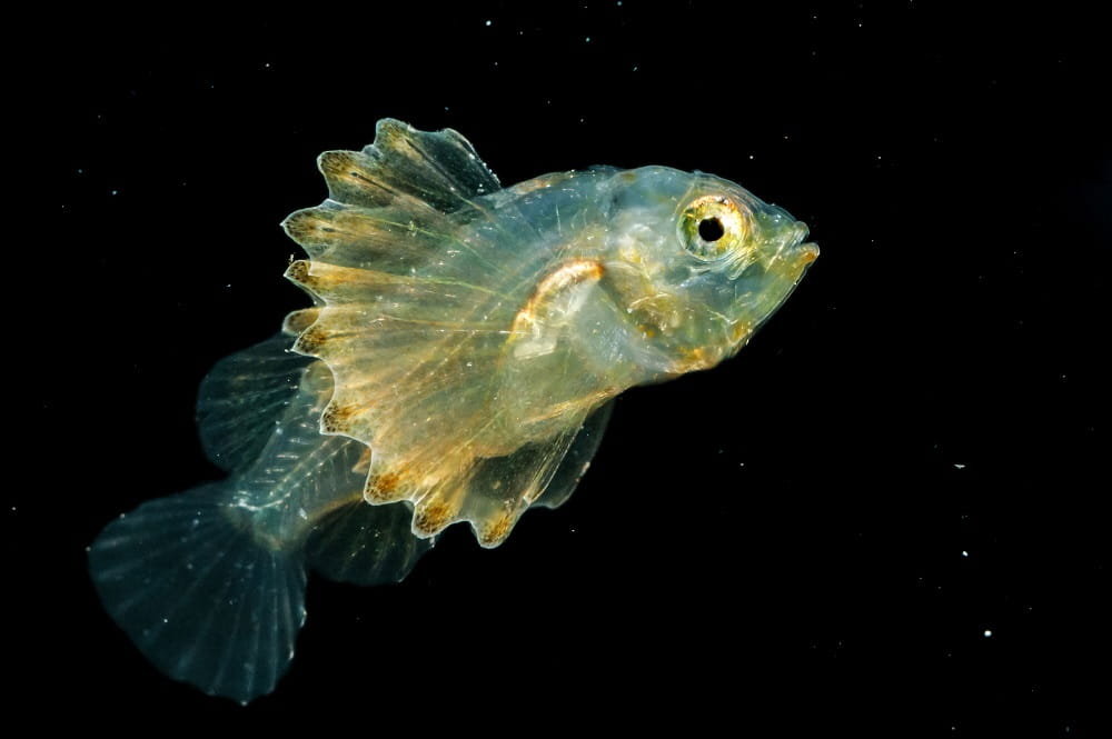 A photo of a scorpionfish, mostly translucent with goldish markings.