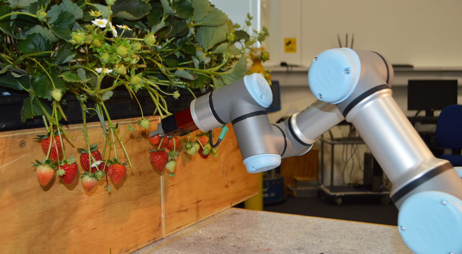 A photo of a state-of-the-art robot arm in silver and pale blue, reaching towards some strawberries on stems hanging over the edge of a wooden plant box.