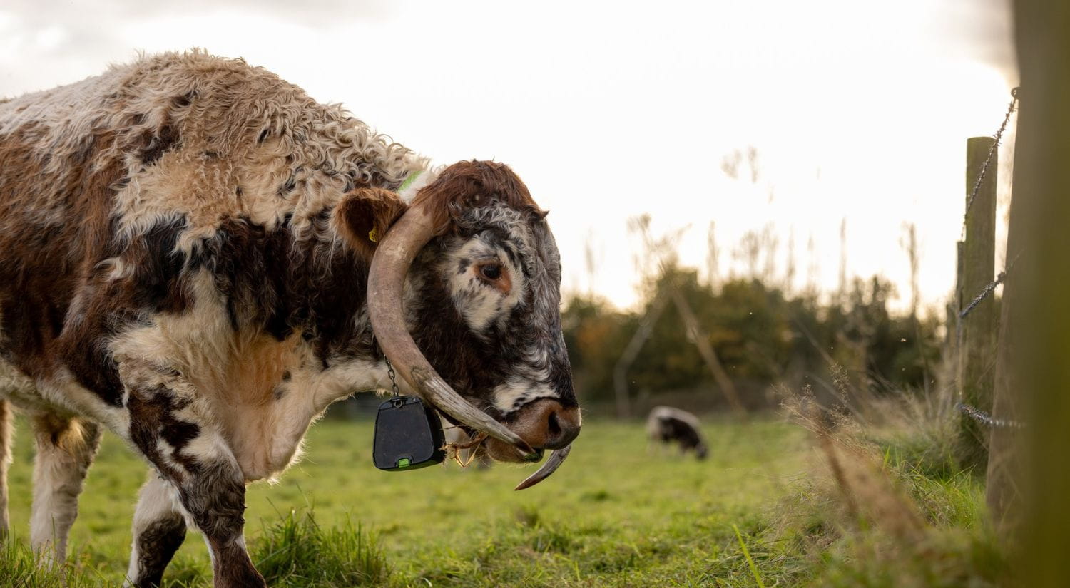 A longhorn cow in a field with a NoFence collar