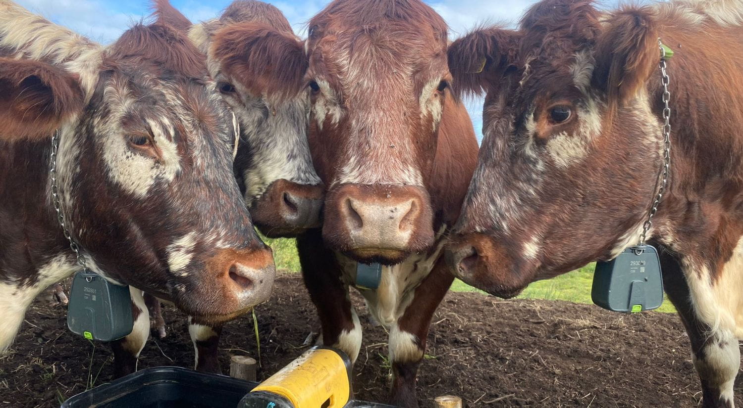Cows sporting the innovative technology