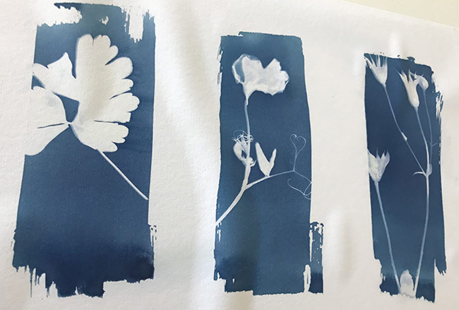Cyanotype photographs of flowers.