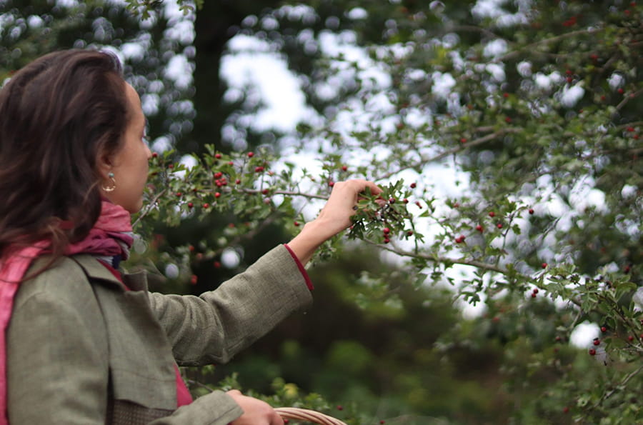 Lora Aziz foraging with a wicker basket and picking off berries from a Hawthorn tree.