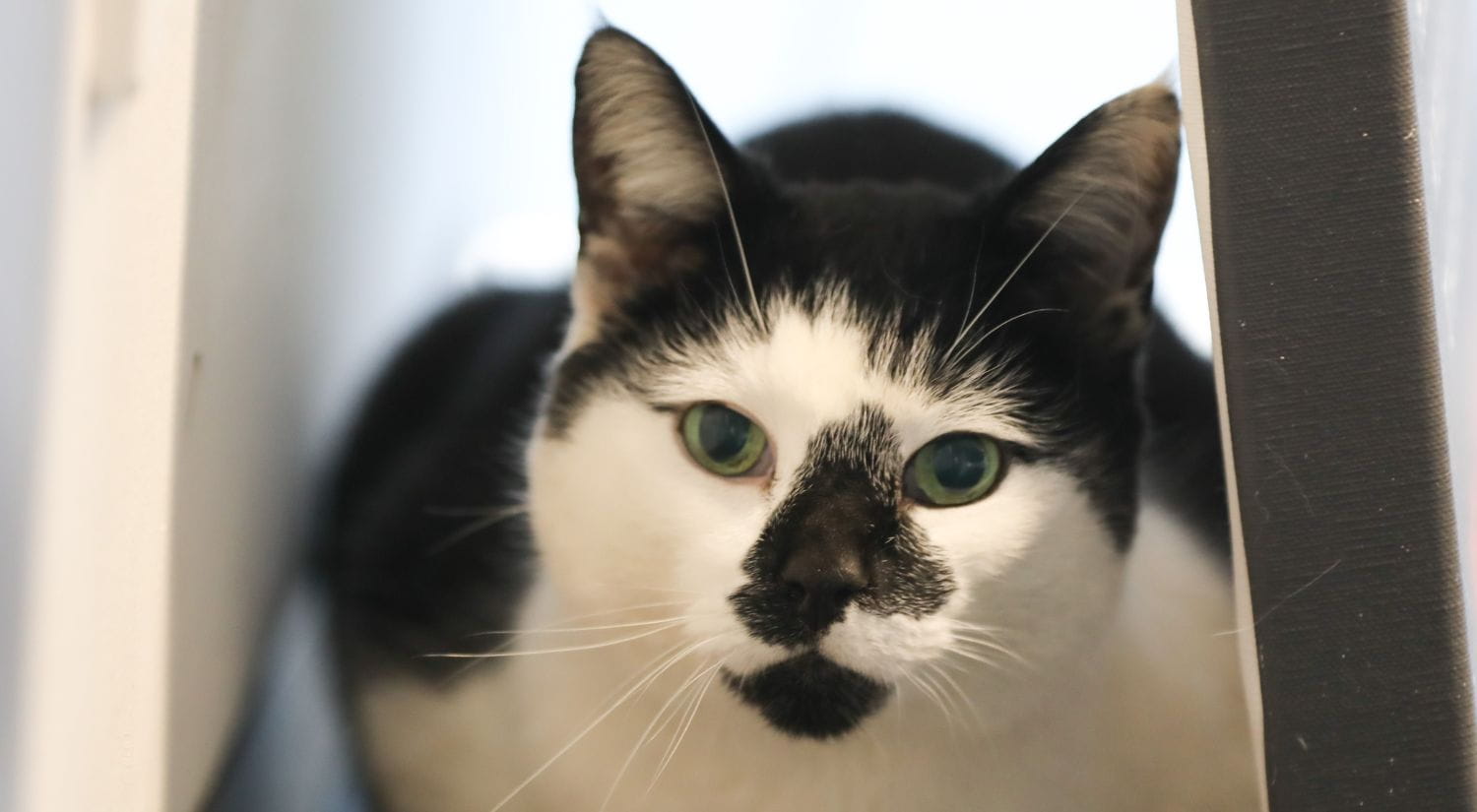 Campus Cat in March 2024